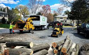 Professional  Tree Services in East Hazel Crest, IL